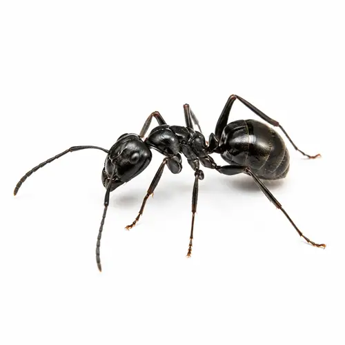 Ant Control Services